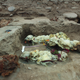 The sacrificial llamas were found beneath the floor of an ancient structure.
